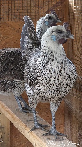 Rare hmong hatching - 12+,