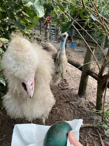 Emu egg for hatching - egg,