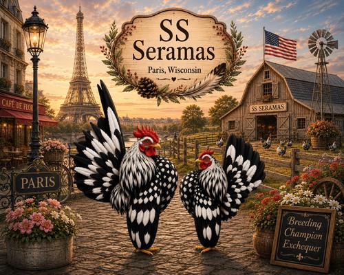 American traditional serama - traditional,