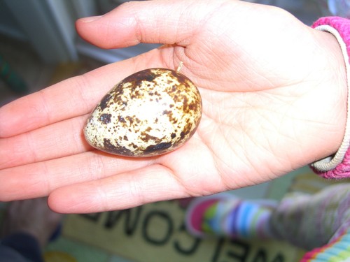 Jumbo coturnix - 50,