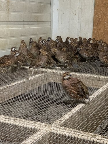 100 butler bobwhite quail - butler,