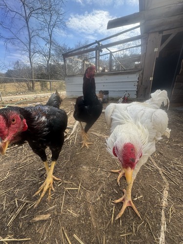 Giant chicks hatching eggs - chicks, eggs-