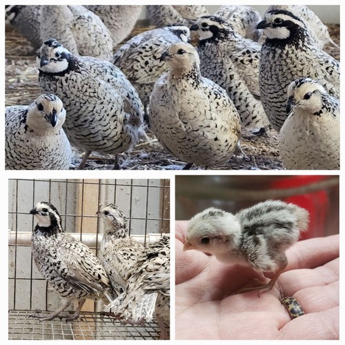 Snowflake bobwhite quail - bobwhite,