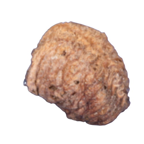 Praying mantis egg - praying,