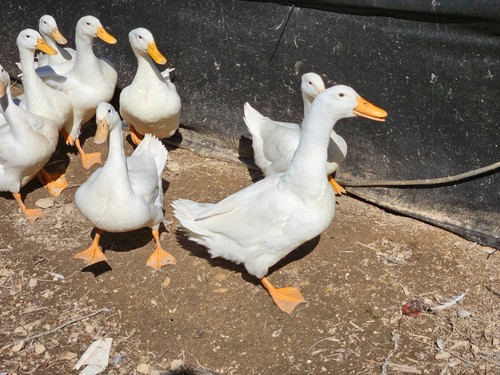 Jumbo pekin hatching duck - pekin,