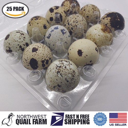Jumbo quail egg cartons - quail,