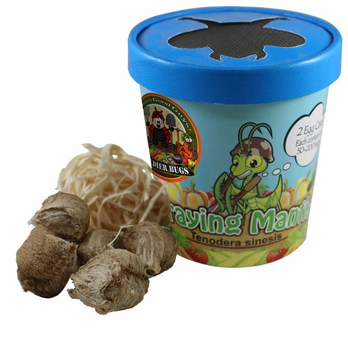 Praying mantis egg case with - egg,